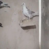 کفتر گرفتنی کویتی زرد وکویتی اتشی|پرنده|تربتحیدریه, ترمینال|دیوار