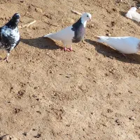 کبوتر رنگه|پرنده|شیروان (خراسان), |دیوار