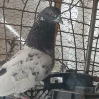 کفتر پاکستانی|پرنده|ایرانشهر, |دیوار