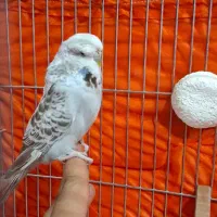 مرغ عشق اینگلیسی|پرنده|تهران, مشیریه|دیوار