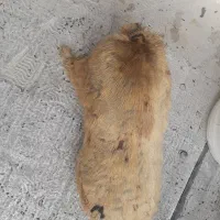 خیک|کلکسیون و سرگرمی|دزفول, |دیوار