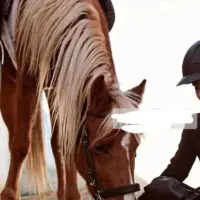 نریان یالدم طلایی