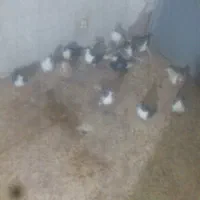 18 کبوتر جوونه و کهنه ی پرشی