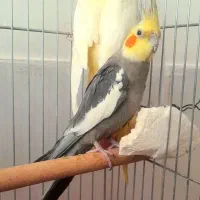 تعدادی عروس هلندی جفت مولد لوتینو و سینامون|پرنده|حبیب آباد, |دیوار