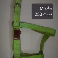 لوازم سوارکاری|اسب و تجهیزات اسب‌سواری|مشهد, شاهد (شهرک غرب)|دیوار