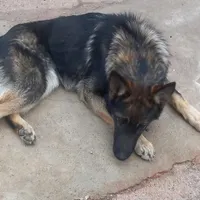 سگ ژرمن شپرد اصیل