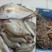 ماهی و میگو فروشی مسعودبوشهر