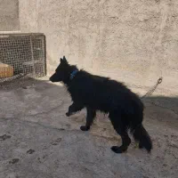 واگذاری سگ ژرمن شپرد بلک|سگ|باقرشهر, |دیوار