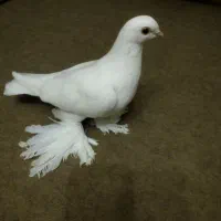 کبوتر