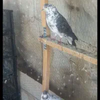 کبوتر فروش