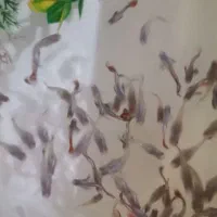 ماهی گوپی|ماهی|مشهد, شهید قربانی|دیوار