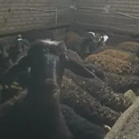 تعداد ۸۰راس بره افشار نرماده