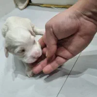 توله سگ|سگ|مشهد, احمدآباد|دیوار