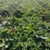 بوته توت فرنگی سابرینا،ریشه لخت ۲۰۰۰