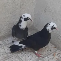 جوجه کبوتر شازده|پرنده|اسلام‌شهر, |دیوار