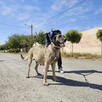 سگ سرابی ماده ۴ساله|سگ|ماهدشت, |دیوار