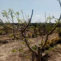 باغ و باغچه سند دار