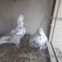 کبوتر|پرنده|اردبیل, |دیوار