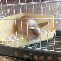 لوپ مینیاتوری