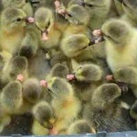 کارخانه توزیع جوجه محلی گوشتی    اردک رنگی بوقلمون|حیوانات مزرعه|تهران, طیب|دیوار