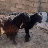 بره نر .داشتی|حیوانات مزرعه|فارسان, |دیوار