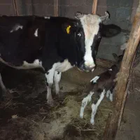 گاو دو رگ با گوساله