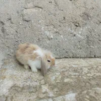 6عدد خرگوش لوپ وجرسی