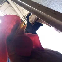 خروس|پرنده|مشهد, پروین اعتصامی|دیوار
