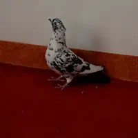 گلی دمسفید و زاغ ریشی ودمسیاه|پرنده|زرند, |دیوار