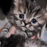 واگرازی گربه پرشین|گربه|شیراز, زند|دیوار