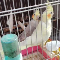 دو جفت عروس هلندی مولد|پرنده|کرمان, |دیوار