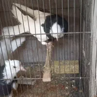 طوقی|پرنده|مشهد, سید رضی|دیوار