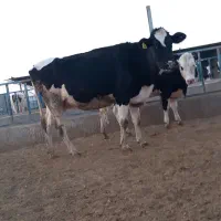 گاوشیری وتلیسه ابستن|حیوانات مزرعه|باشتین, |دیوار