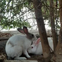 واگذاری خرگوش|موش و خرگوش|اوز, |دیوار