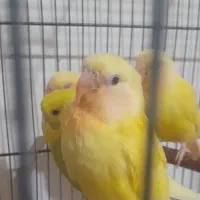 کوتوله اوپال و کله آلویی