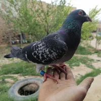 کبوتر پلاکی نر، مسابقات هم شرکت کرده|پرنده|شیروان (خراسان), |دیوار