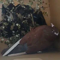 سلام گلی پلنگ معاوضه