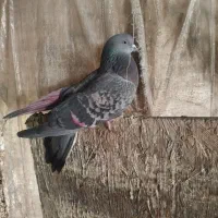 کبوتر ماده|پرنده|شهر ری, بازار آهن|دیوار