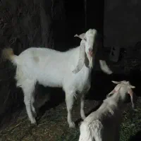 فروش۱۶عددبره نر و نری گلابی ودو عدد۲میش زاییده پیر