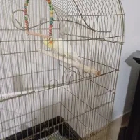 عروس هلندی|پرنده|شیروان (خراسان), |دیوار