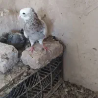 کفتر|حیوانات|رشتخوار, |دیوار