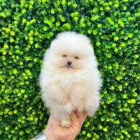 پامرانین دو سر خرسی تیپ کره ای