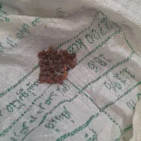 کشمش بیدانه|خوردنی و آشامیدنی|قزوین, |دیوار