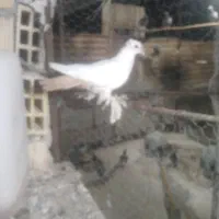 کبوتر