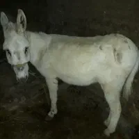 الاغ گله ای