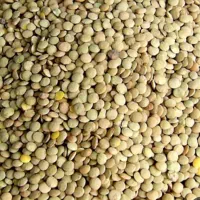 عدس درجه یک نخود تازه
