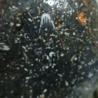 فسیل چشم نواز