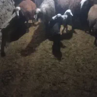 ۳راس میش افشار و۱بومی