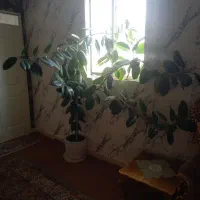 گل طبیعی خیلی بزرگ هست