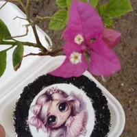 کیک خونگی|خوردنی و آشامیدنی|بندر امام خمینی, |دیوار